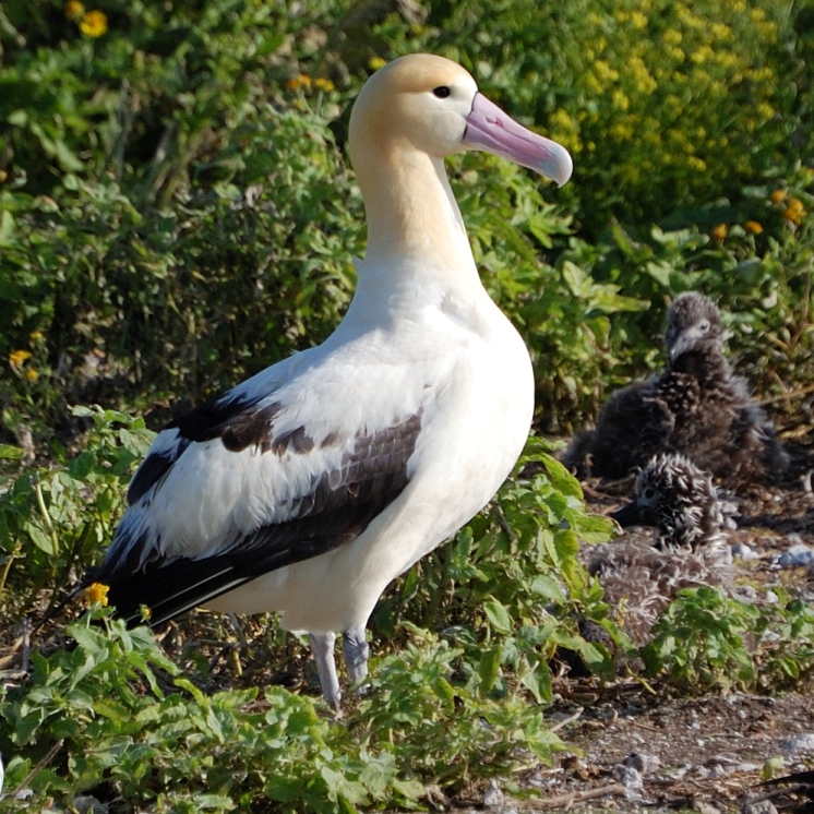 Short-tailed Albatross (Phoebastria albatrus) 1.jpg