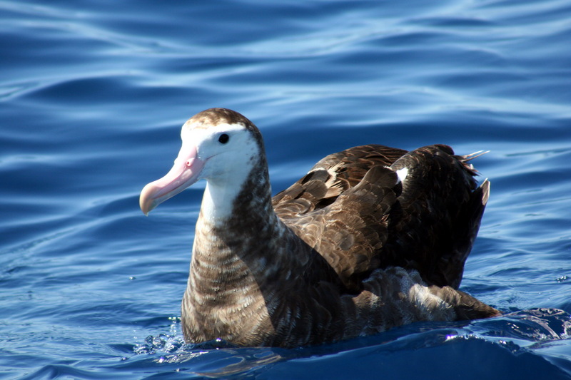 Gibsons albatross-Gibson\'s Albatross (Diomedea antipodensis gibsoni). Subspecies of Antipodean Albatross.jpg