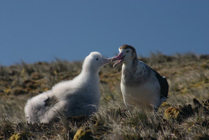Albatros d\'amsterdam poussin-Amsterdam Albatross (Diomedea amsterdamensis).jpg