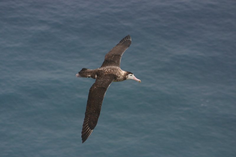 Albatros d\'amsterdam-Amsterdam Albatross (Diomedea amsterdamensis) flying.jpg