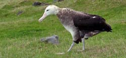 P1Albatross-Tristan Albatross (Diomedea dabbenena).jpg