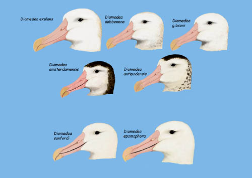 Great Albatross face - Diomedea genus.jpg
