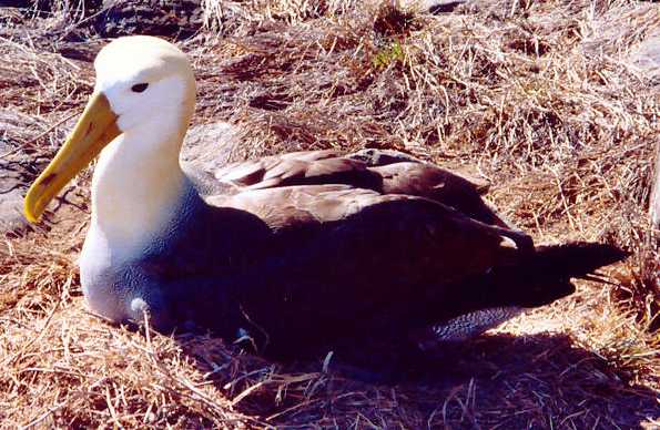 Waved Albatross (Phoebastria irrorata) nesting at Galapagos Island.jpg