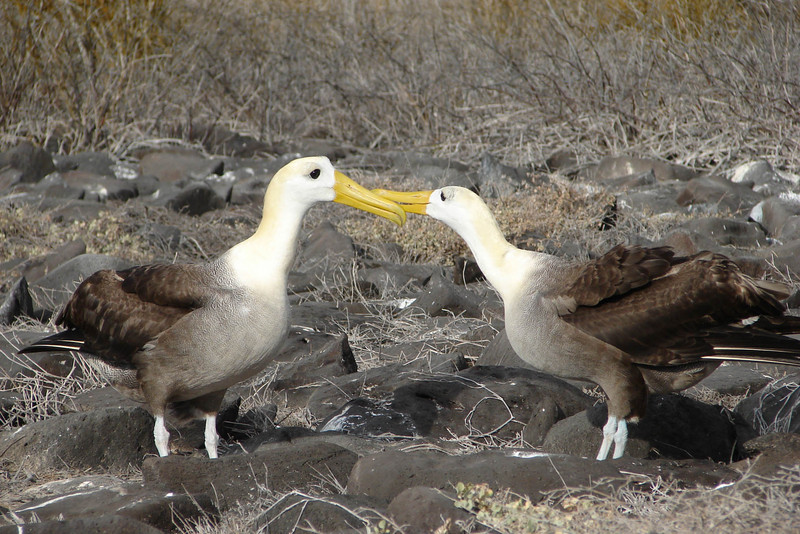 Waved Albatross (Phoebastria irrorata) courtship.jpg