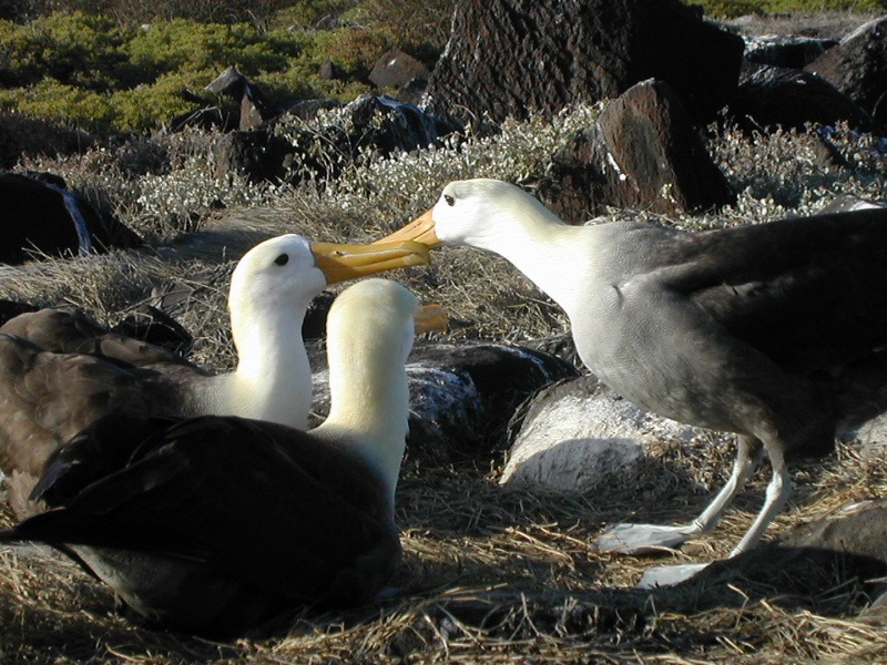Waved Albatrosses (Phoebastria irrorata) nesting.jpg