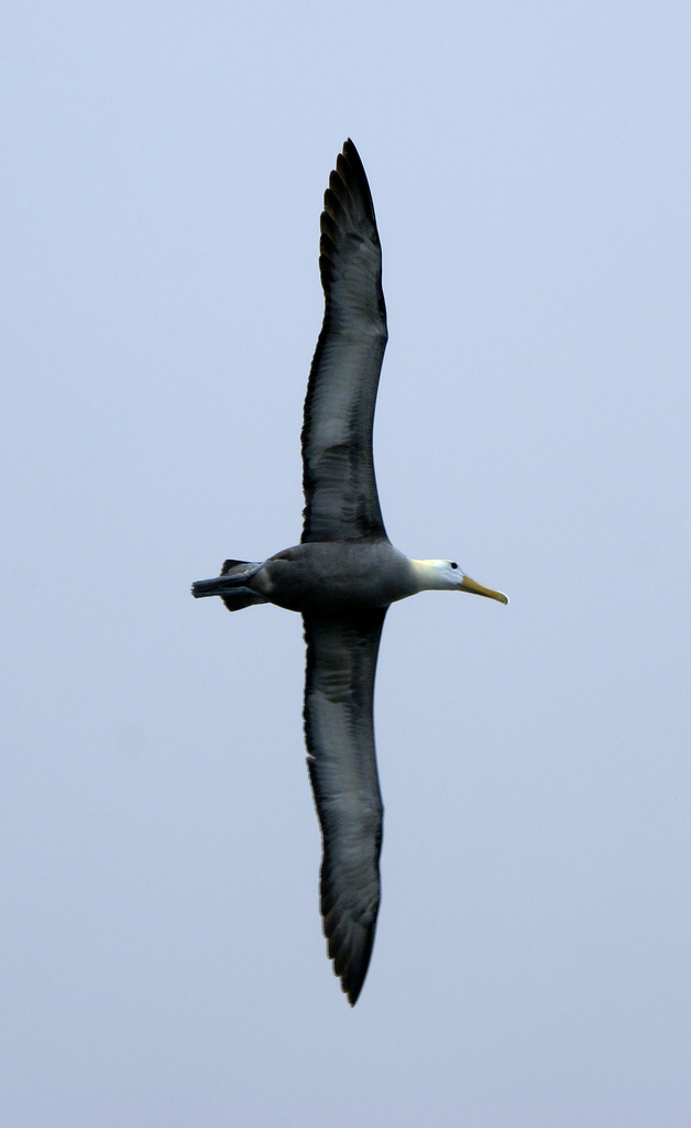 Waved Albatross (Phoebastria irrorata) flying.jpg