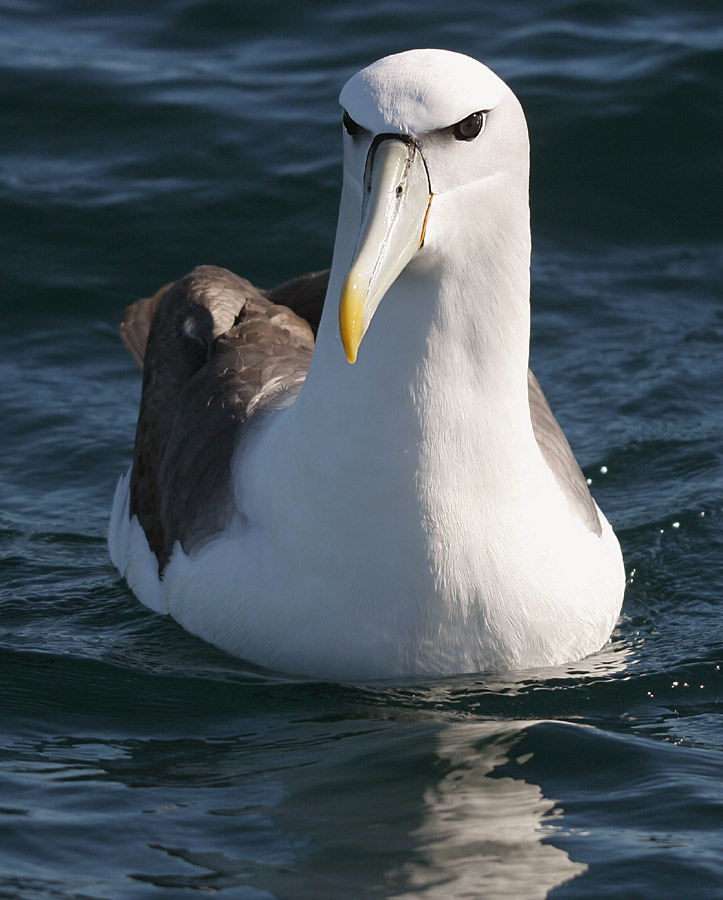 070226 Shy mollymawk off Kaikoura 2-White-capped or Shy Albatross (Thalassarche cauta).jpg