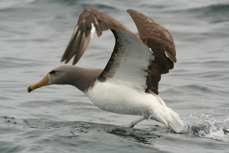 Chatham Albatross (Thalassarche eremita) taking off.jpg