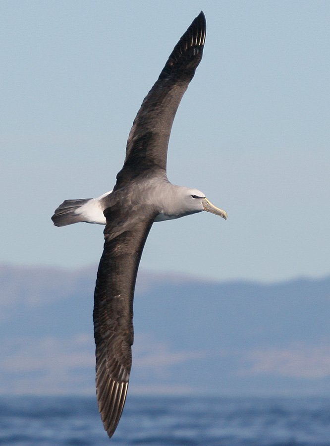 070226 Salvins mollymawk off Kaikoura 1-Salvin\'s Albatross (Thalassarche salvini) flying.jpg