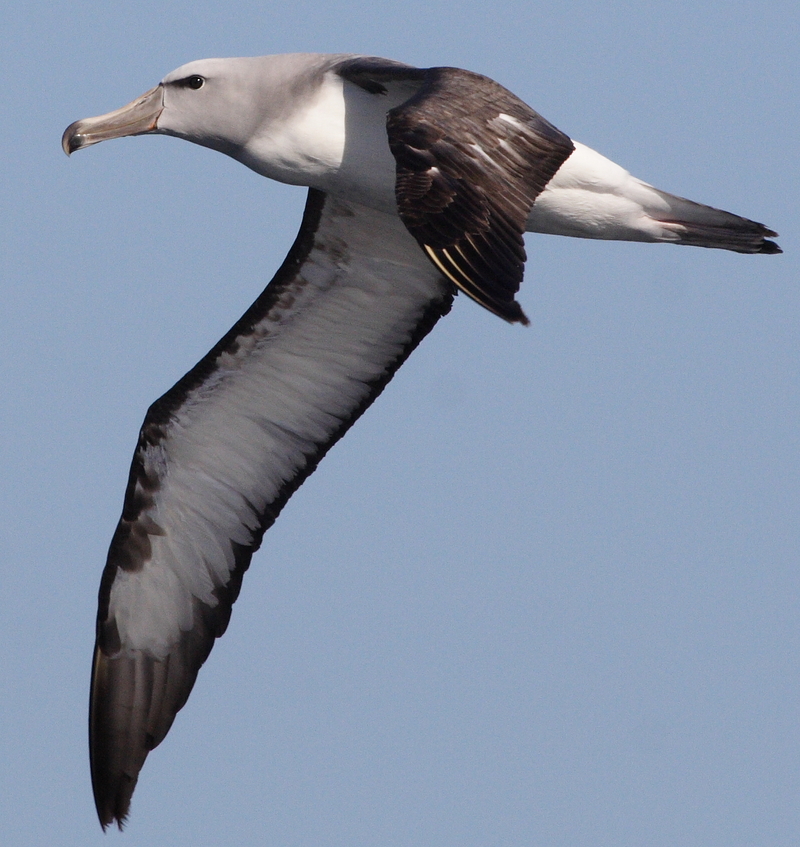 Salvin\'s Albatross (Thalassarche salvini) flying.jpg