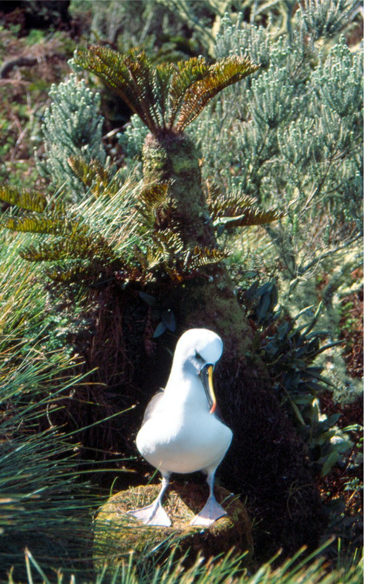 Atlantic Yellow-nosed Albatross (Thalassarche chlororhynchos).jpg