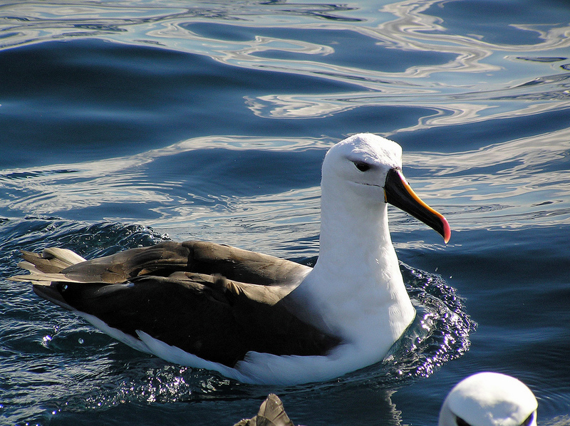Atlantic Yellow-nosed Albatross (Thalassarche chlororhynchos) floating.jpg