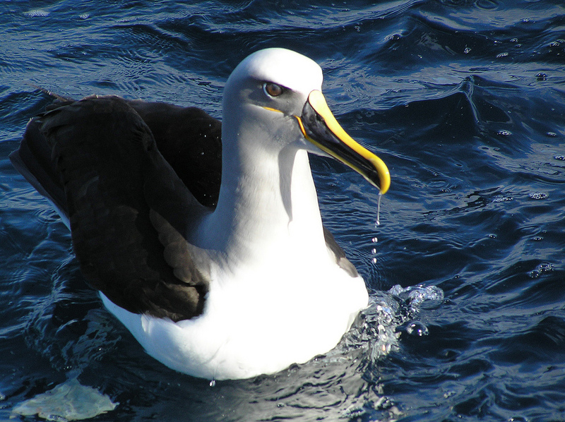 Buller\'s Albatross (Thalassarche bulleri) Mollymawk floating.jpg