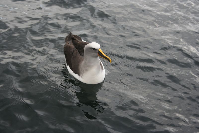 Buller\'s Albatross (Thalassarche bulleri) Mollymawk floating.jpg