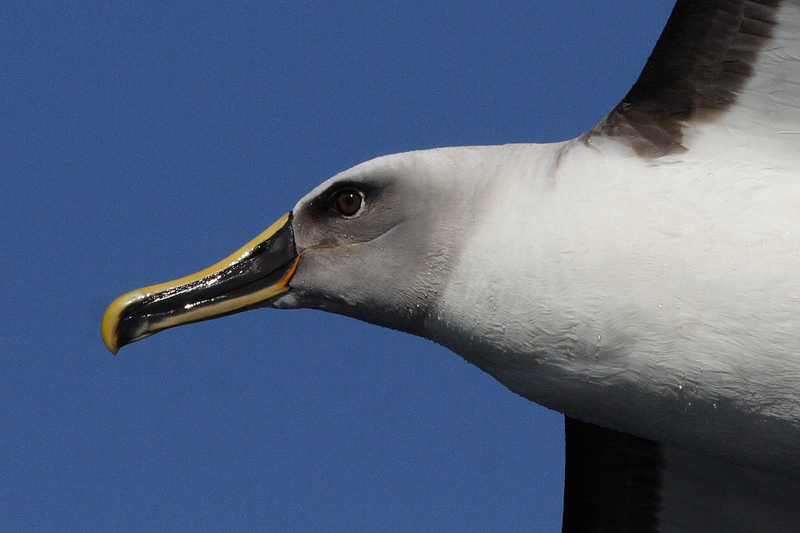 Buller\'s Albatross (Thalassarche bulleri) Mollymawk flying head.jpg