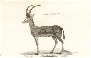Bluebuck, Blue Antelope (Hippotragus leucophaeus) 1801.jpg