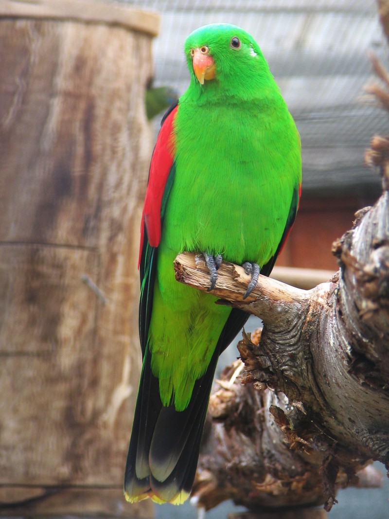 Red-winged Parrot (Aprosmictus erythropterus) Oct 2007.jpg