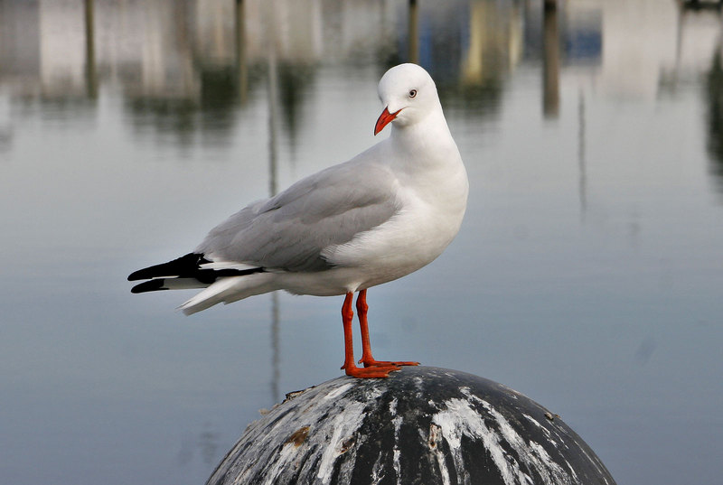 Seagull on sale pier-Silver Gull (Larus novaehollandiae).jpg