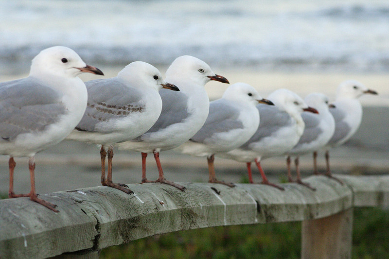 Neuseeland Seagulls - Red-billed Gull (Larus scopulinus).jpg