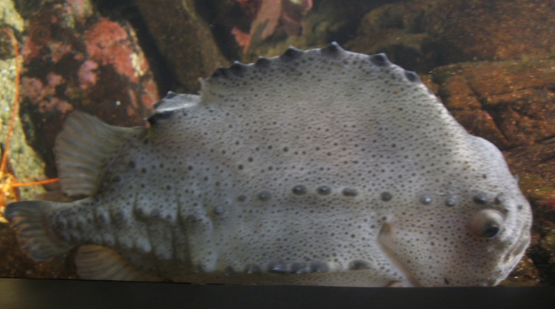 Lumpfish-cropped-Lumpsucker, Cyclopterus lumpus.jpg