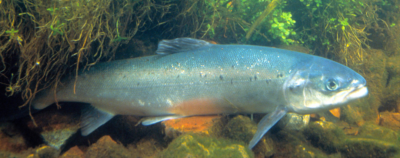 Atlantischer Lachs-Atlantic Salmon (Salmo salar).jpg