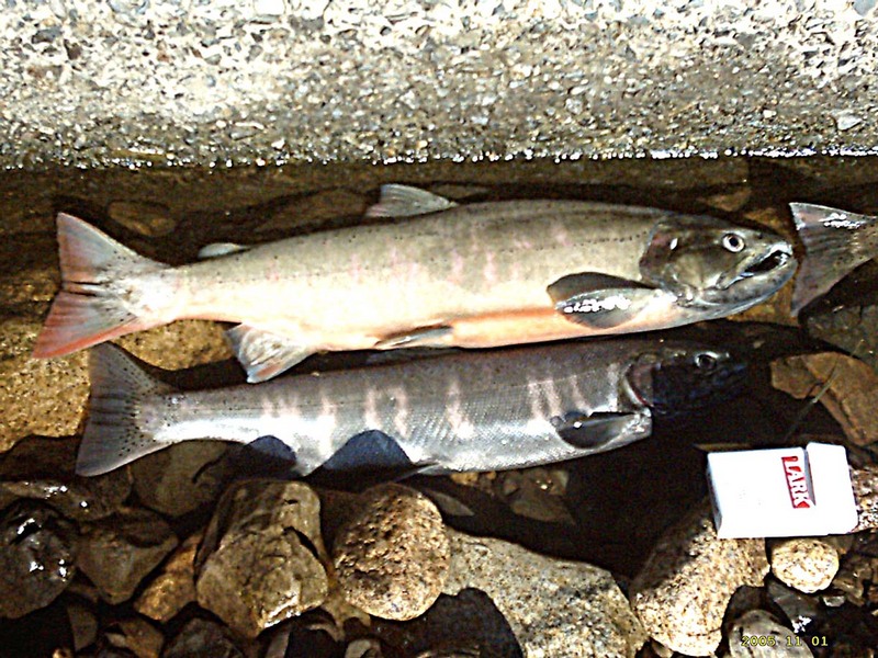Biwa Trout(Lake Biwa-JP) - Biwa Salmon (Oncorhynchus masou rhodurus).jpg