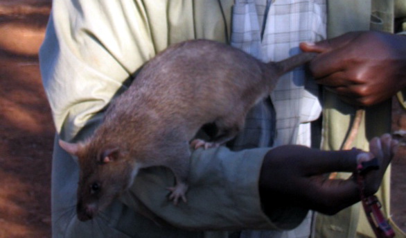 African or Gambian giant pouch rat (Cricetomys gambianus) with trainer-Tanzania.jpg