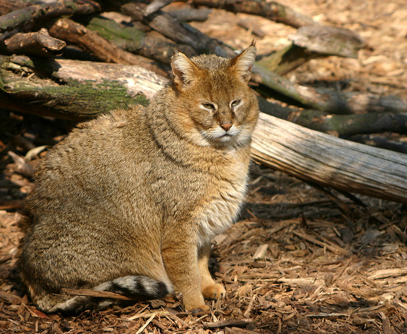 Rohrkatze-6218-Swamp Lynx or Jungle Cat (Felis chaus).jpg