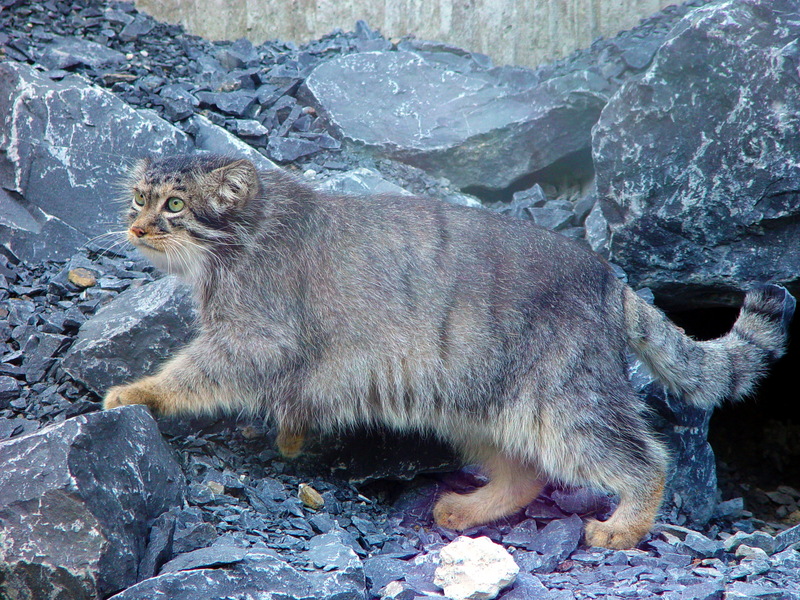 Manul1-Pallas\'s Cat (Otocolobus manul).jpg