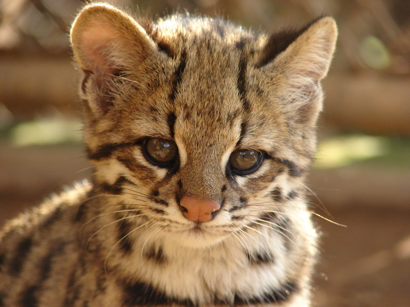 Little Spotted Cat, Oncilla (Leopardus tigrinus).jpg