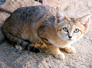 Sand Cat (Felis margarita).jpg