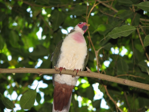 Jambu FruitDove - Jambu Fruit-dove (Ptilinopus jambu).jpg