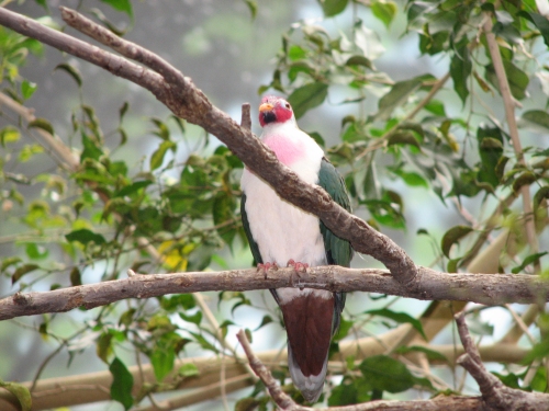 Jambu Fruit-dove (Ptilinopus jambu).jpg