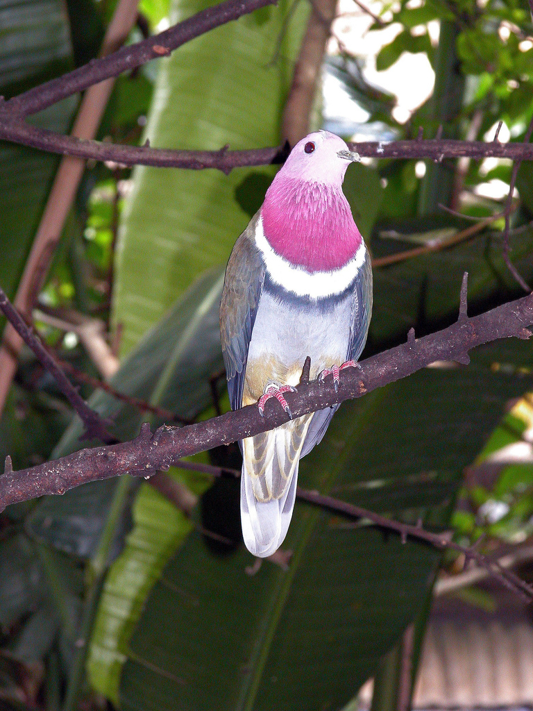 Pink-headed Fruit-dove (Ptilinopus porphyreus) captive male.jpg