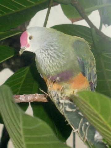 Stavenn Mariana Fruit-dove (Ptilinopus roseicapilla) totot 01.jpg