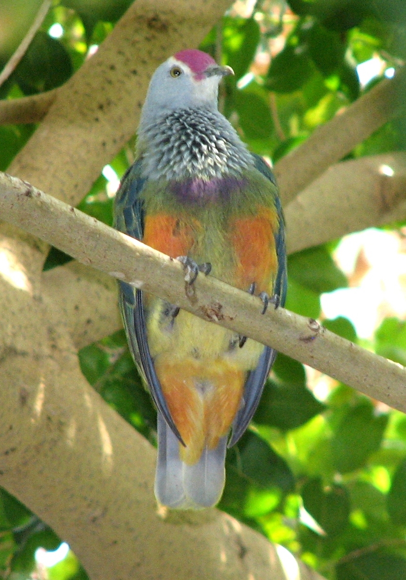 Mariana Fruit-dove, Ptilinopus roseicapilla 2.jpg