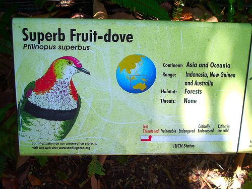 Purple-crowned or Superb Fruit-dove (Ptilinopus superbus) sign.jpg
