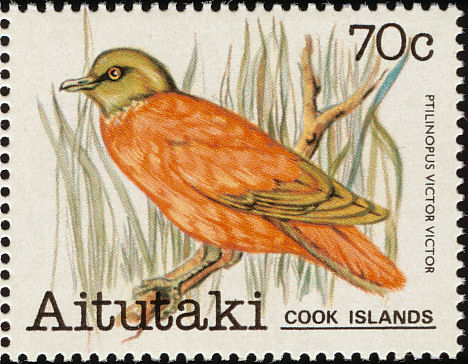 ait198208l - Aitutaki, Flame or Orange Dove (Ptilinopus victor).jpg