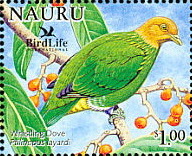 nau200597l-Whistling or Velvet Dove (Ptilinopus layardi).jpg
