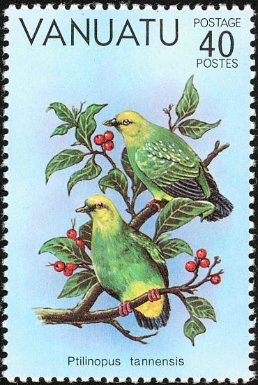 van198104l-Tanna Fruit-dove (Ptilinopus tannensis).jpg