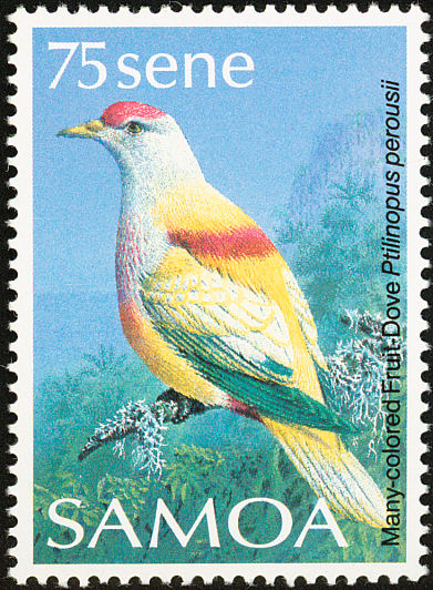 sam198809l-Many-coloured Fruit-dove (Ptilinopus perousii).jpg