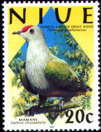 niue050400 - Crimson-crowned or Purple-capped Fruit-dove (Ptilinopus porphyraceus).jpg