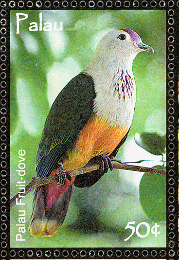 pal200702l-Palau Fruit-dove (Ptilinopus pelewensis).jpg