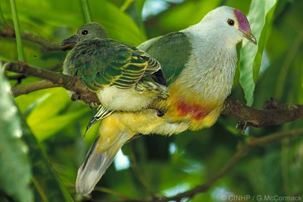 Rarotonga or Cook Islands Fruit-dove (Ptilinopus rarotongensis).jpg