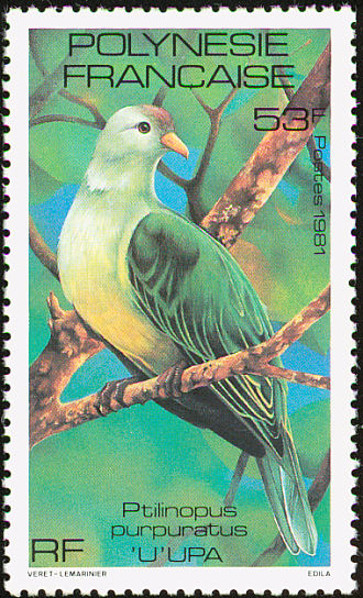 frp198102l-Grey-green Fruit-dove (Ptilinopus purpuratus).jpg