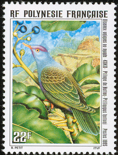 frp199501l - Rapa Fruit-dove (Ptilinopus huttoni).jpg