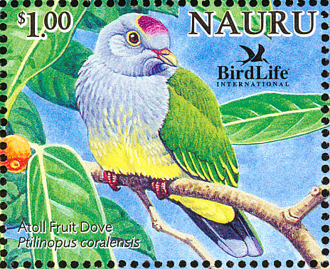 nau200513l-Atoll Fruit-dove (Ptilinopus coralensis).jpg
