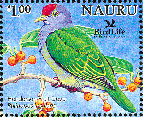 nau200514l-Henderson Island Fruit-Dove     Ptilinopus insularis.jpg