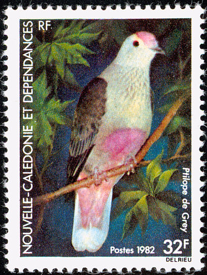 nec198202l-Red-bellied Fruit-dove (Ptilinopus greyii).jpg
