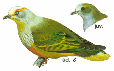 White-capped Fruit-dove (Ptilinopus dupetithouarsii).jpg